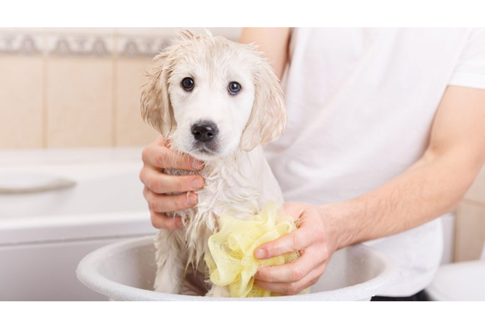 La Higiene de nuestros perros