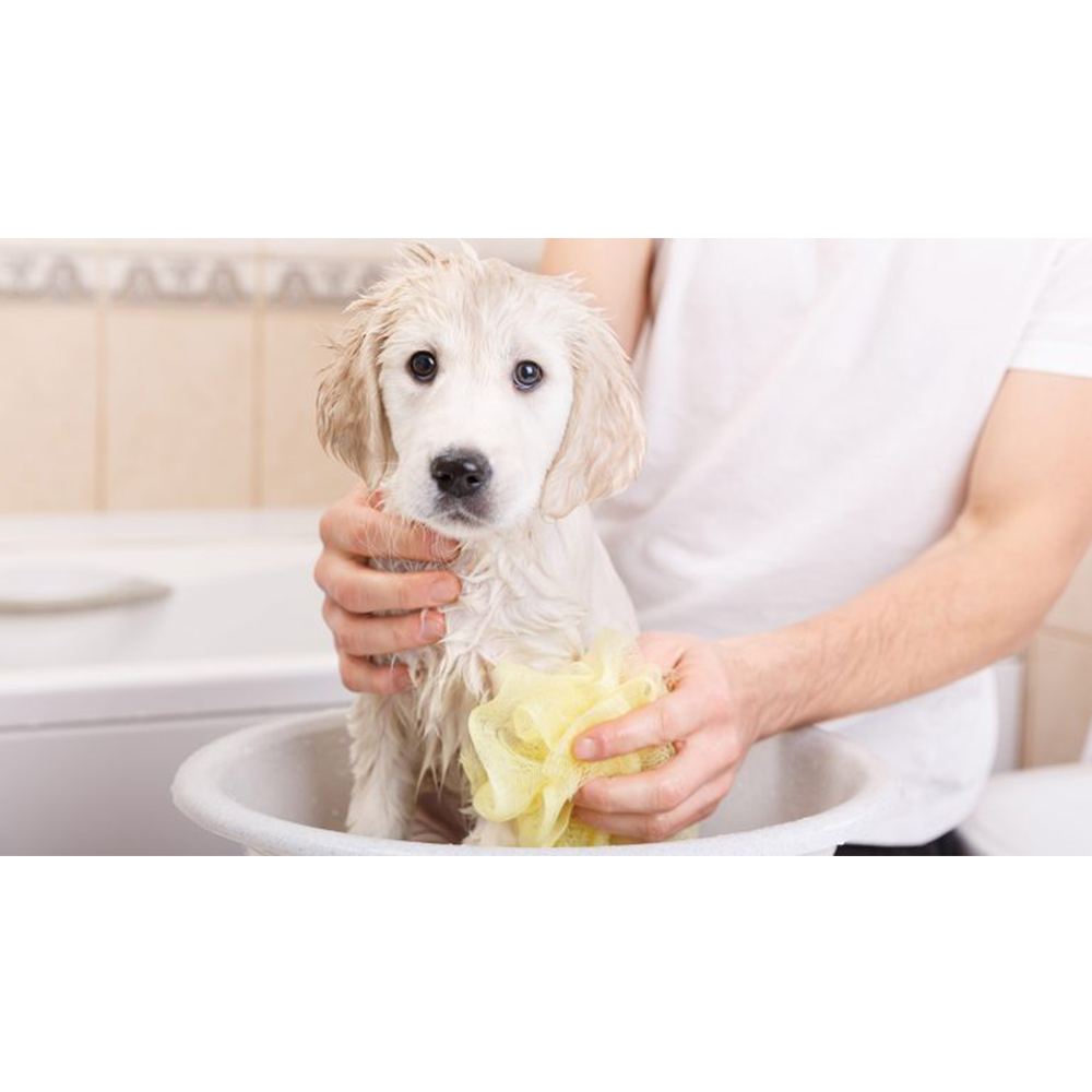 aseando Cachorro de perro Blanco