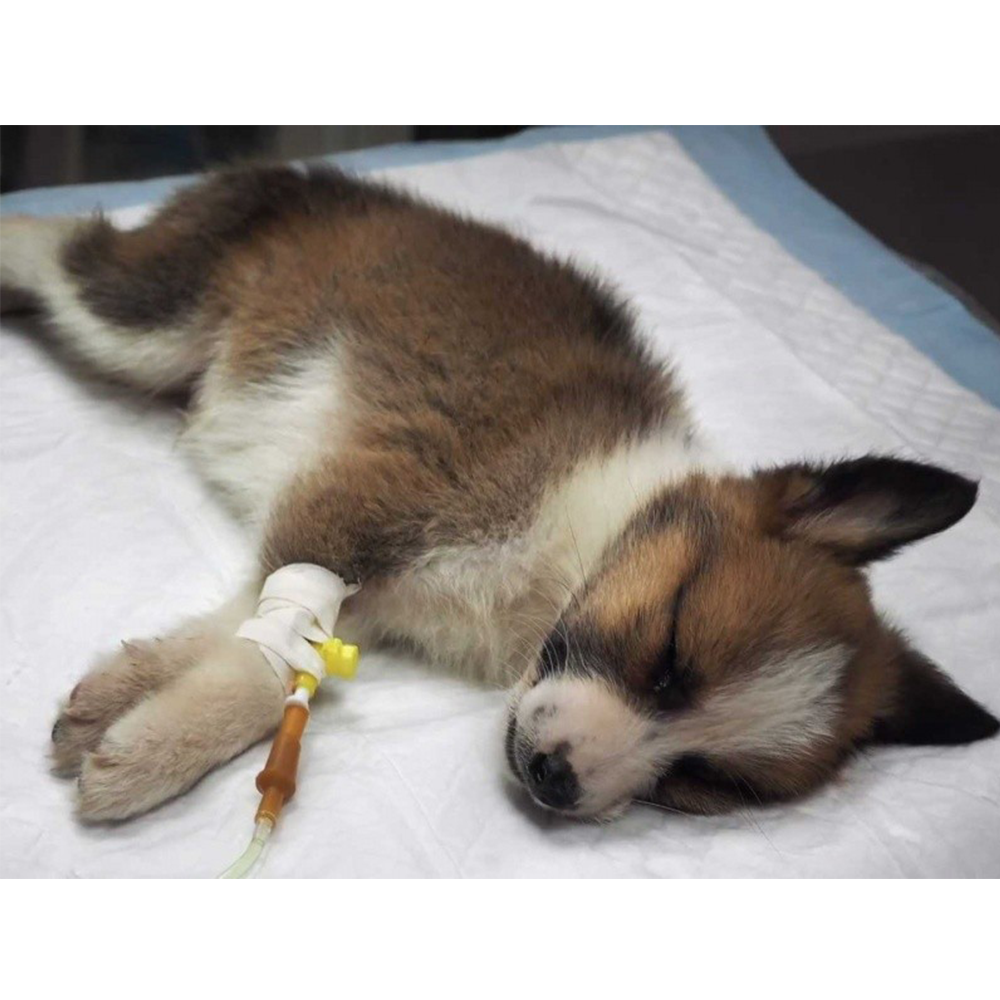 Cachorro enfermo con suero puesto