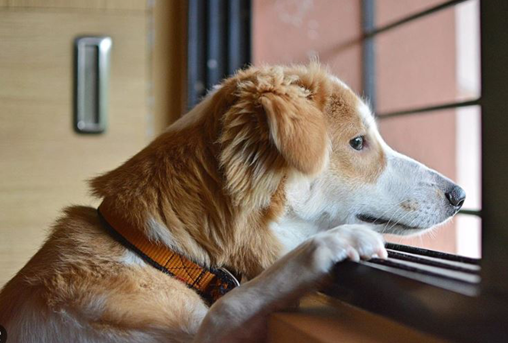 Estrés por Separación y el hiperapego en los perros.