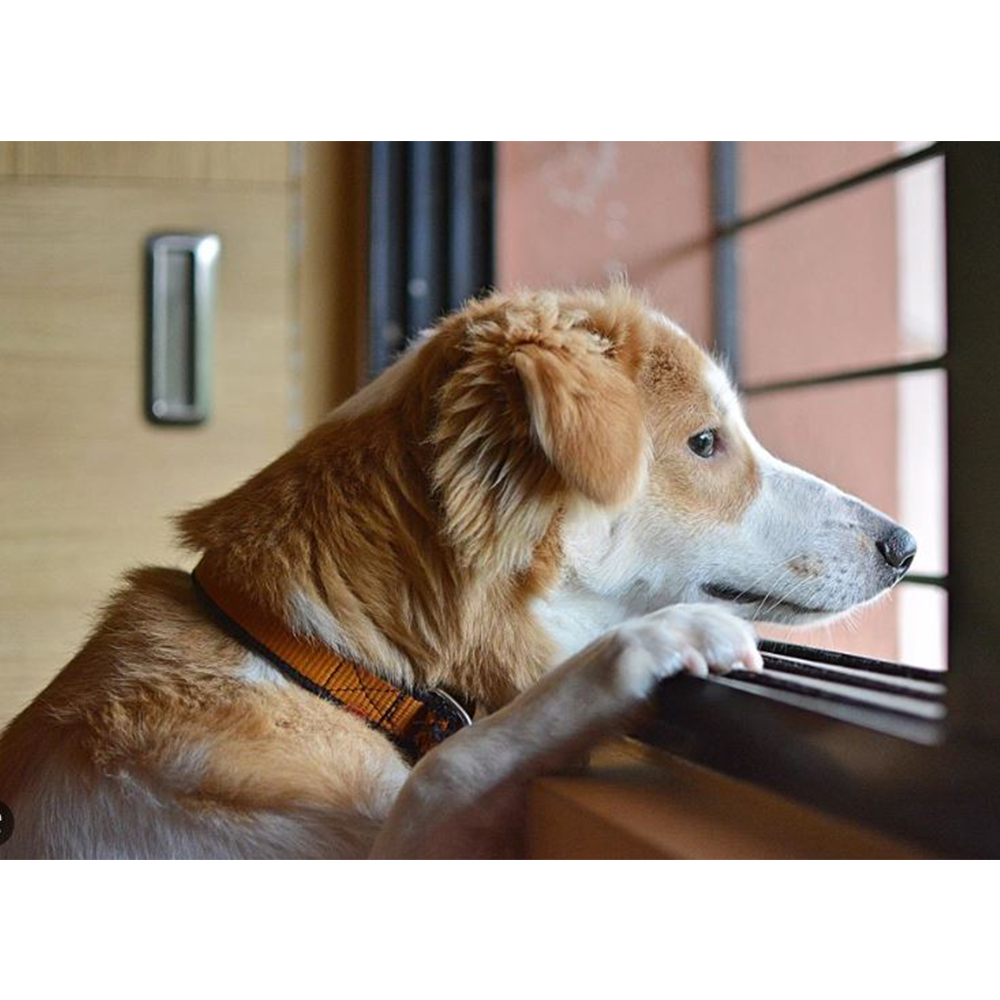 Perro Mirando pro la ventana, perro esperando