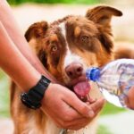 Personas dando de beber a un perro con una botella de agua