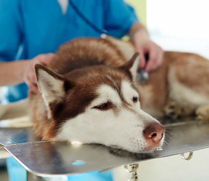 Husky en revision veterinaria