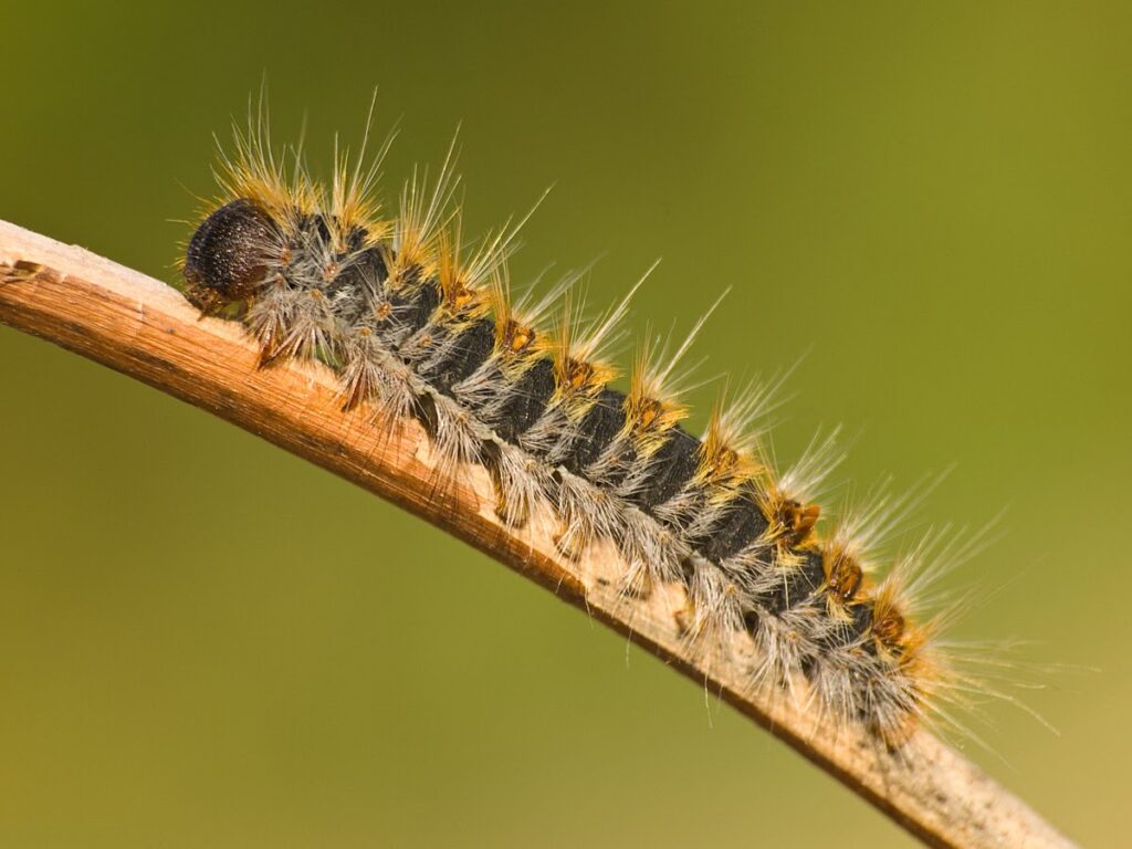 Foto de Oruga procesionaria en rama de arbol