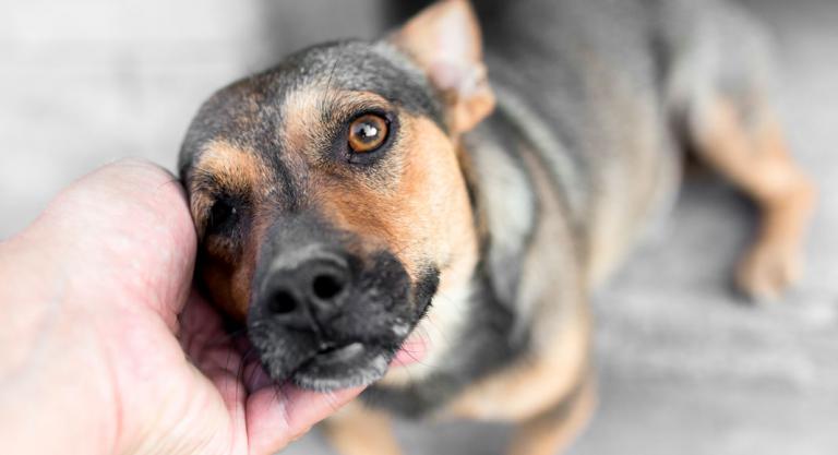 Perro Triste 2, perro cariñoso