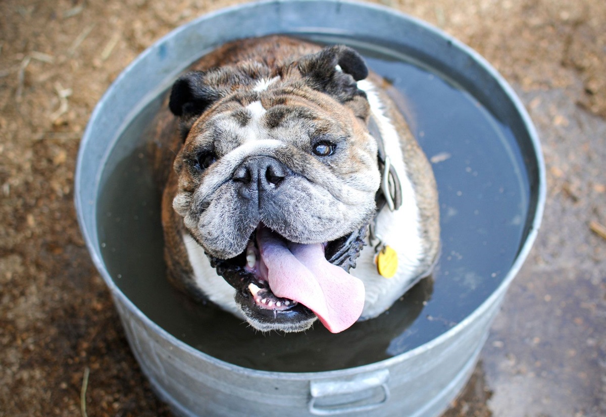 Perro Bulldogs en un cubo. Las amenazas de un golpe de calor