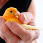 Canario de color Naranja en la mano de un hombre