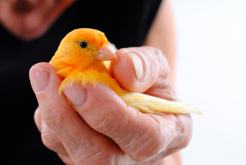 Canario de color Naranja en la mano de un hombre