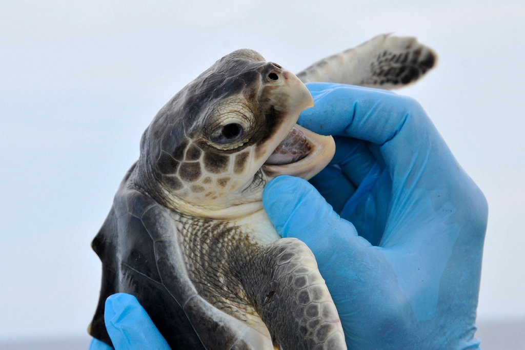 Tortuga examinada por veterinario