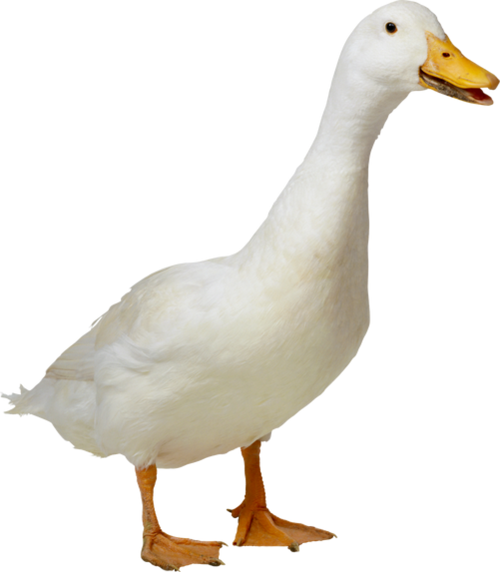 Los Patos como Animales de Compañía