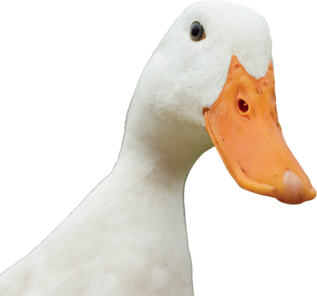 Los Patos como Animales de Compañía