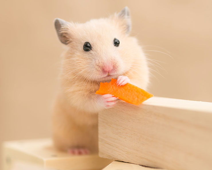 hamster comiendo