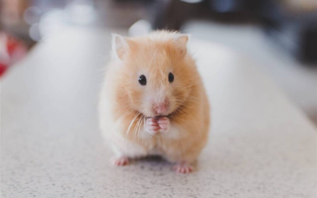 El mundo del Hamster