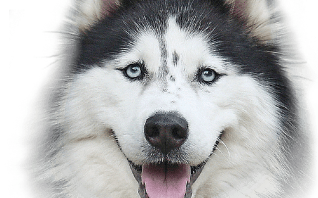 EL HUSKY SIBERIANO: Majestuosidad y Energía