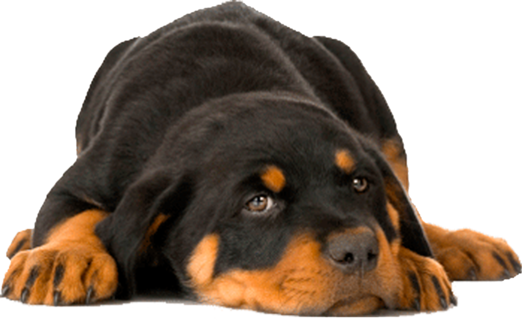 EL MAJESTUOSO ROTTWEILER: Una Mirada Profunda