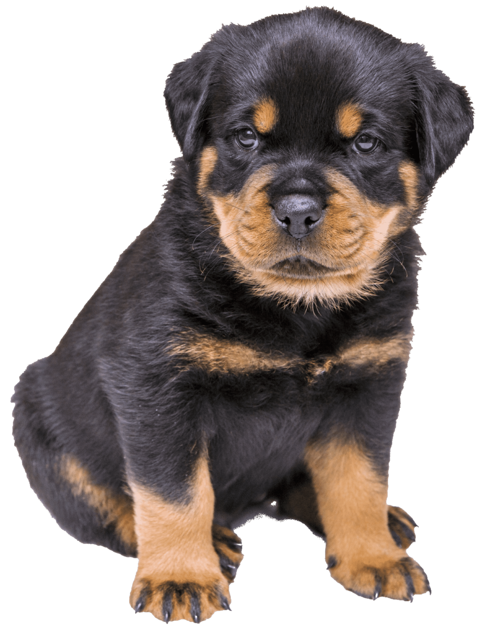 El Majestuoso Rottweiler: Una Mirada Profunda