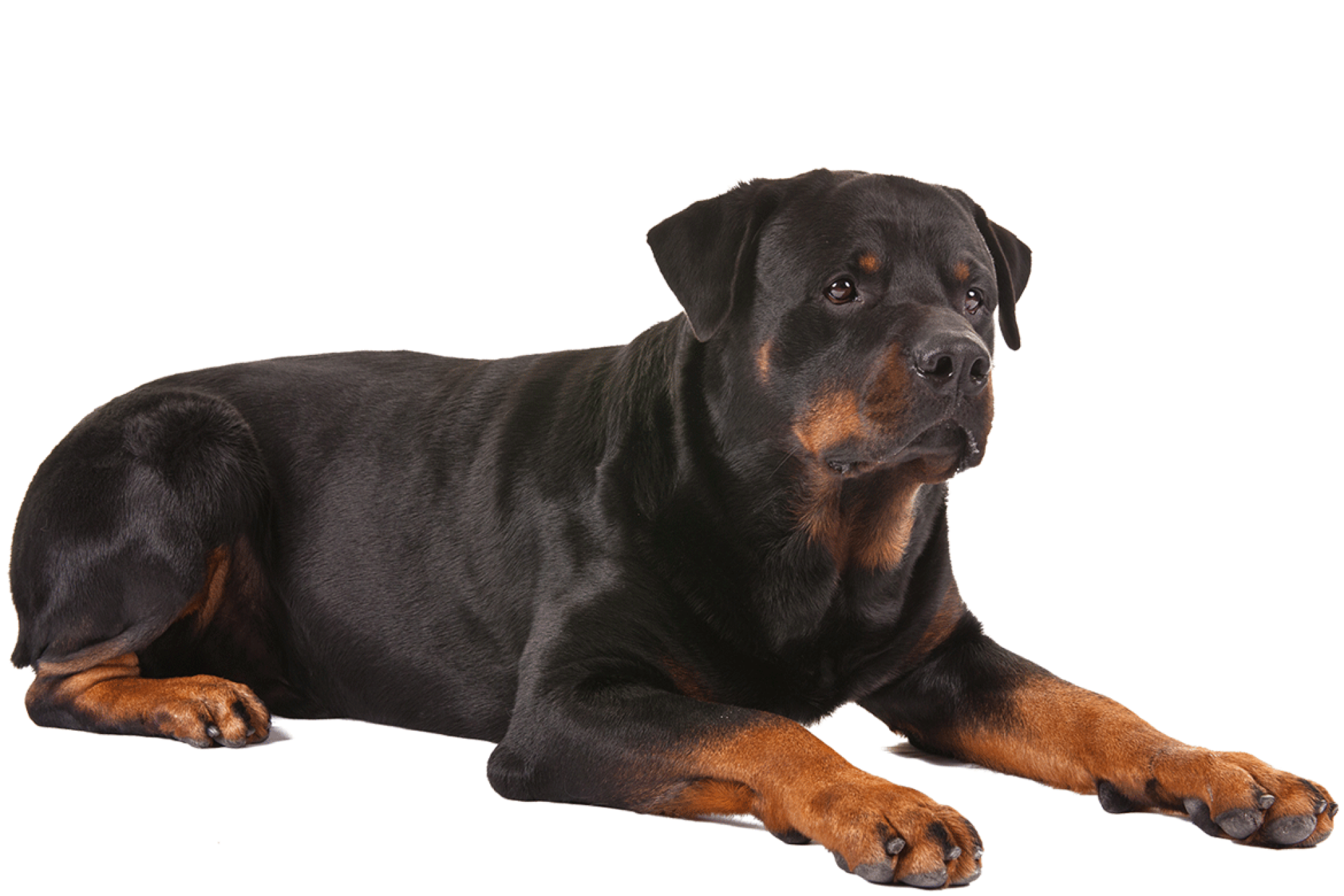 El Majestuoso Rottweiler: Una Mirada Profunda