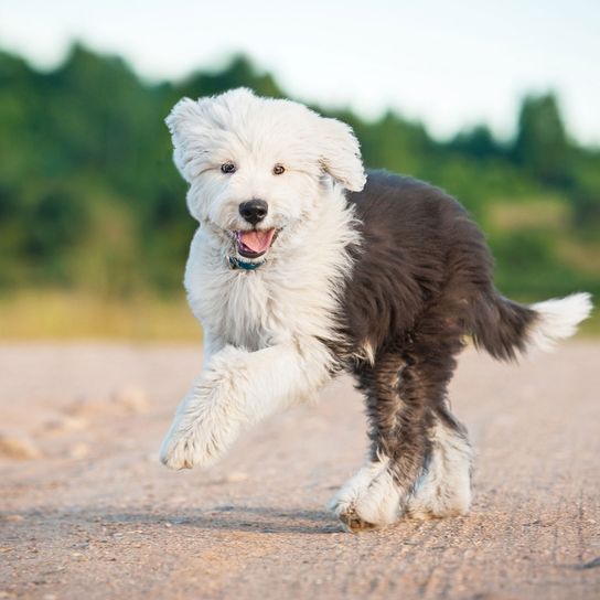 El Encantador Bobtail: Descubriendo la Raza de Perro