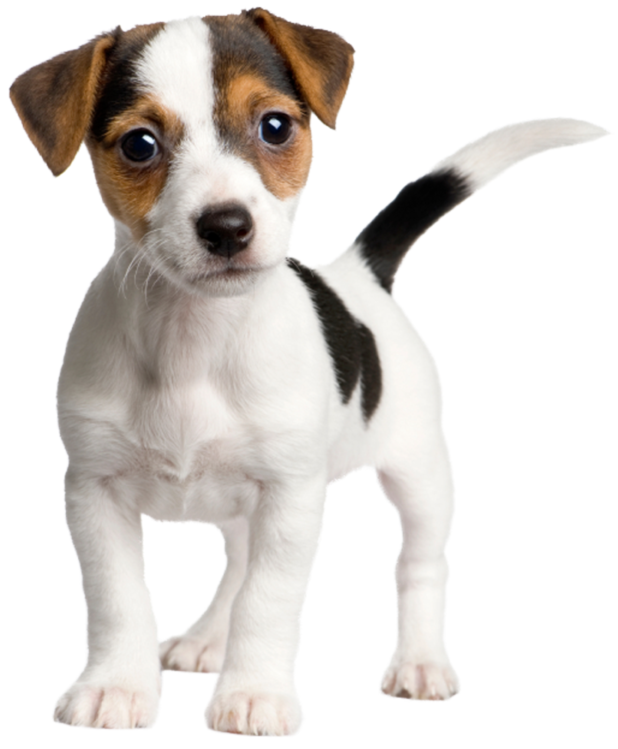 Jack Russell Terrier: Un perro enérgico