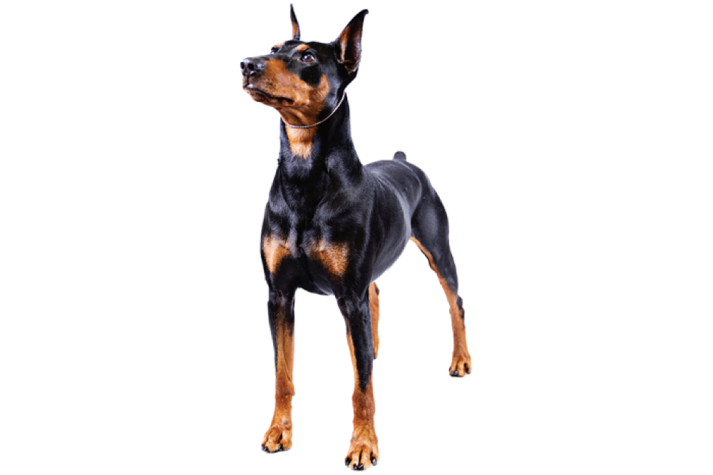 PINSCHER: Pequeño en tamaño, grande en personalidad y energía