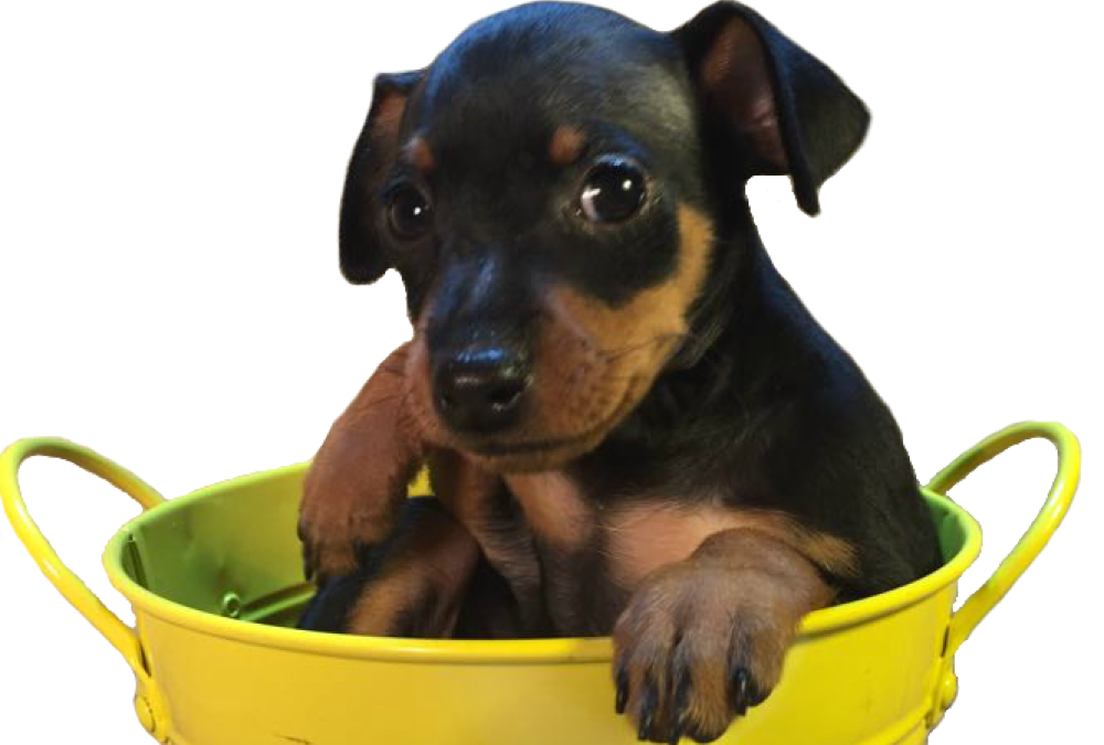 PINSCHER: Pequeño en tamaño, grande en personalidad