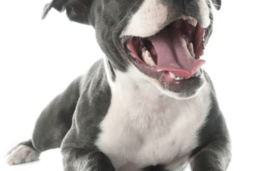 STAFFORDSHIRE BULL TERRIER