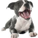 Staffordshire Bull Terrier