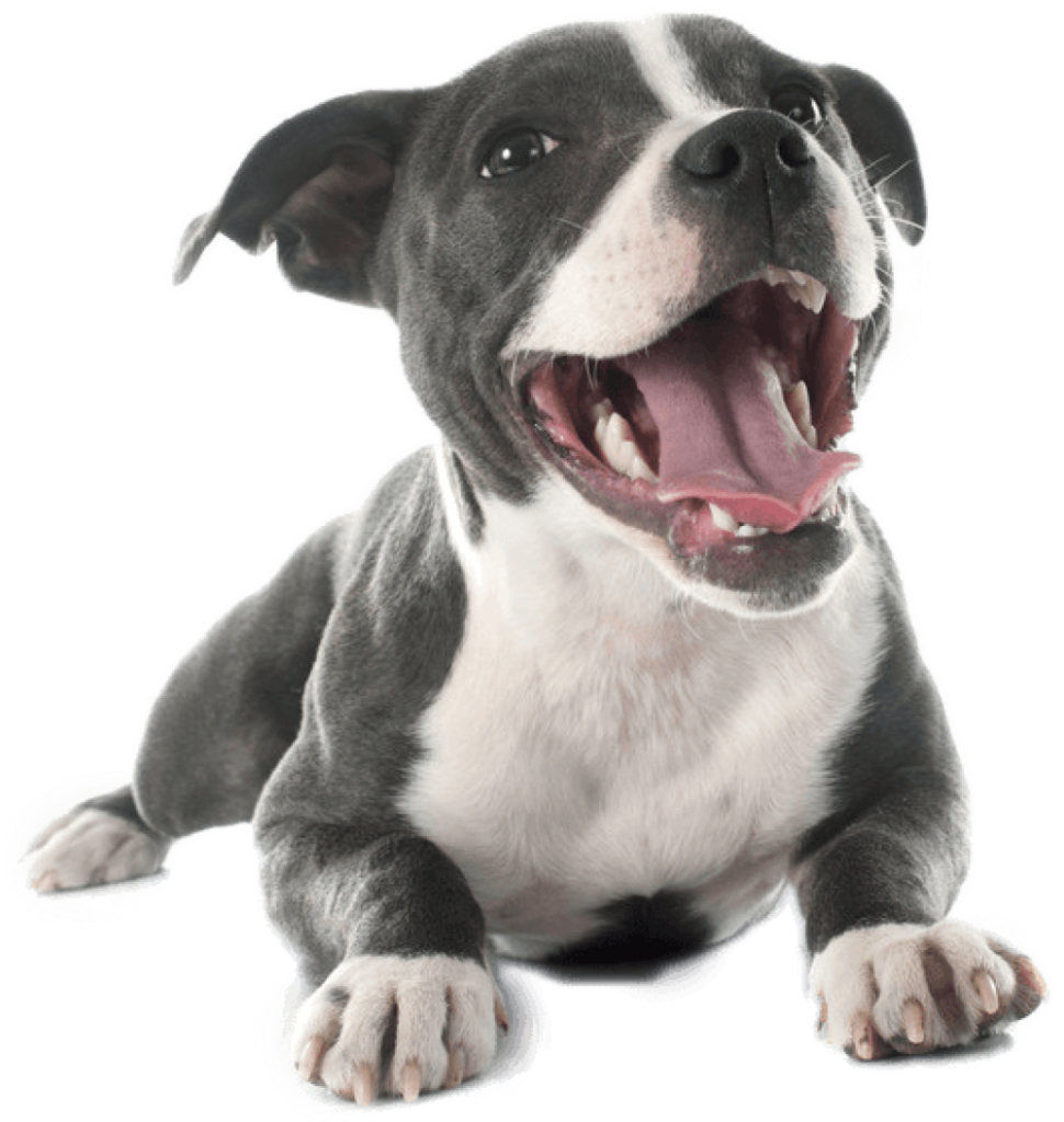 Staffordshire Bull Terrier