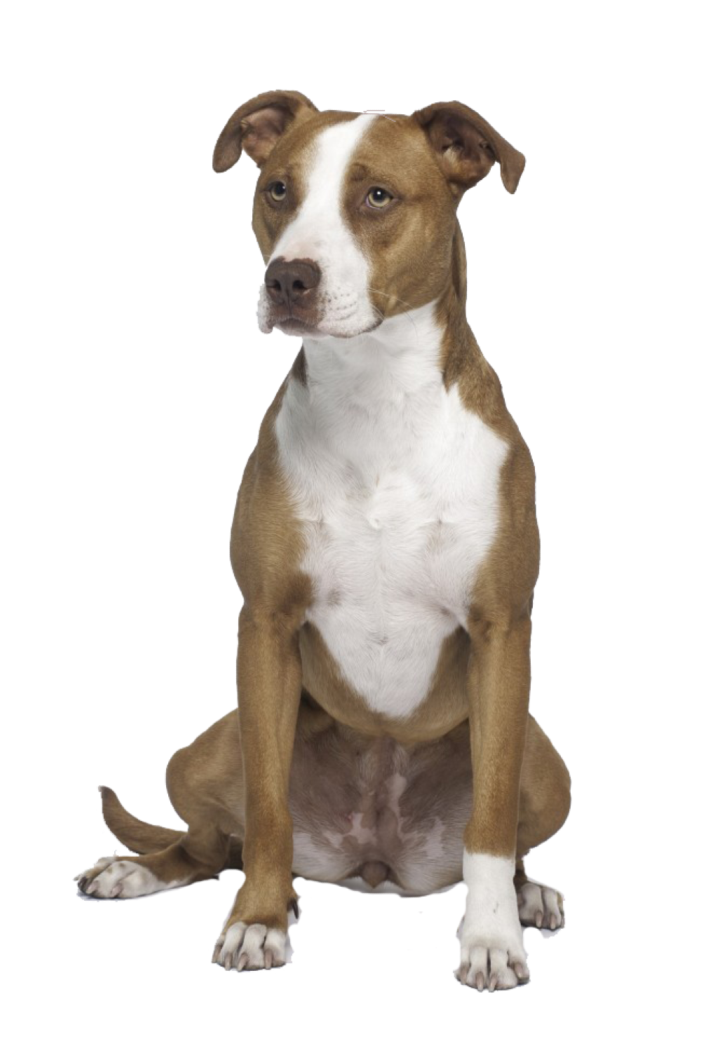 Staffordshire Bull Terrier