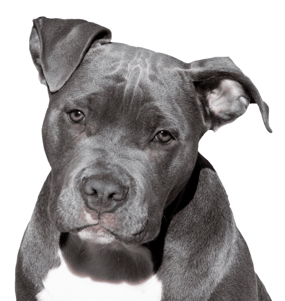 Staffordshire Bull Terrier