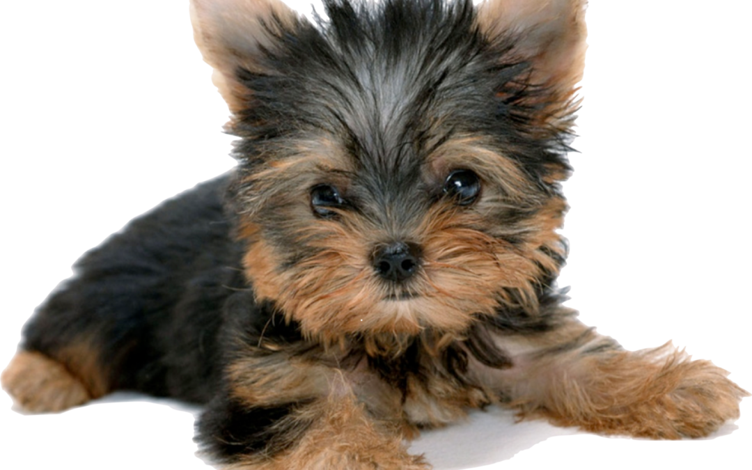 YORKSHIRE TERRIER: Encanto y personalidad