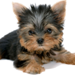 Yorkshire Terrier: Encanto y personalidad