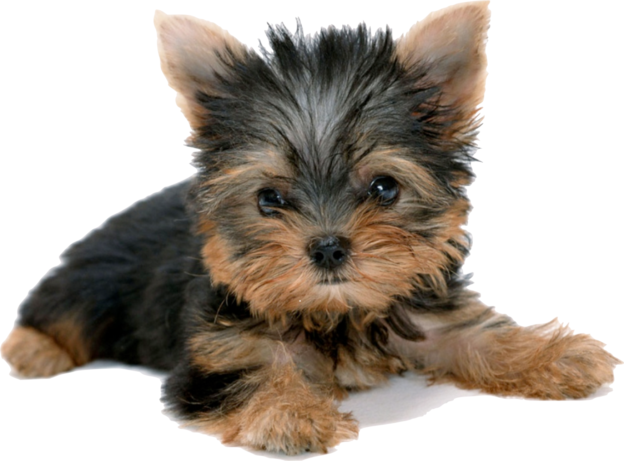 Yorkshire Terrier: Encanto y personalidad