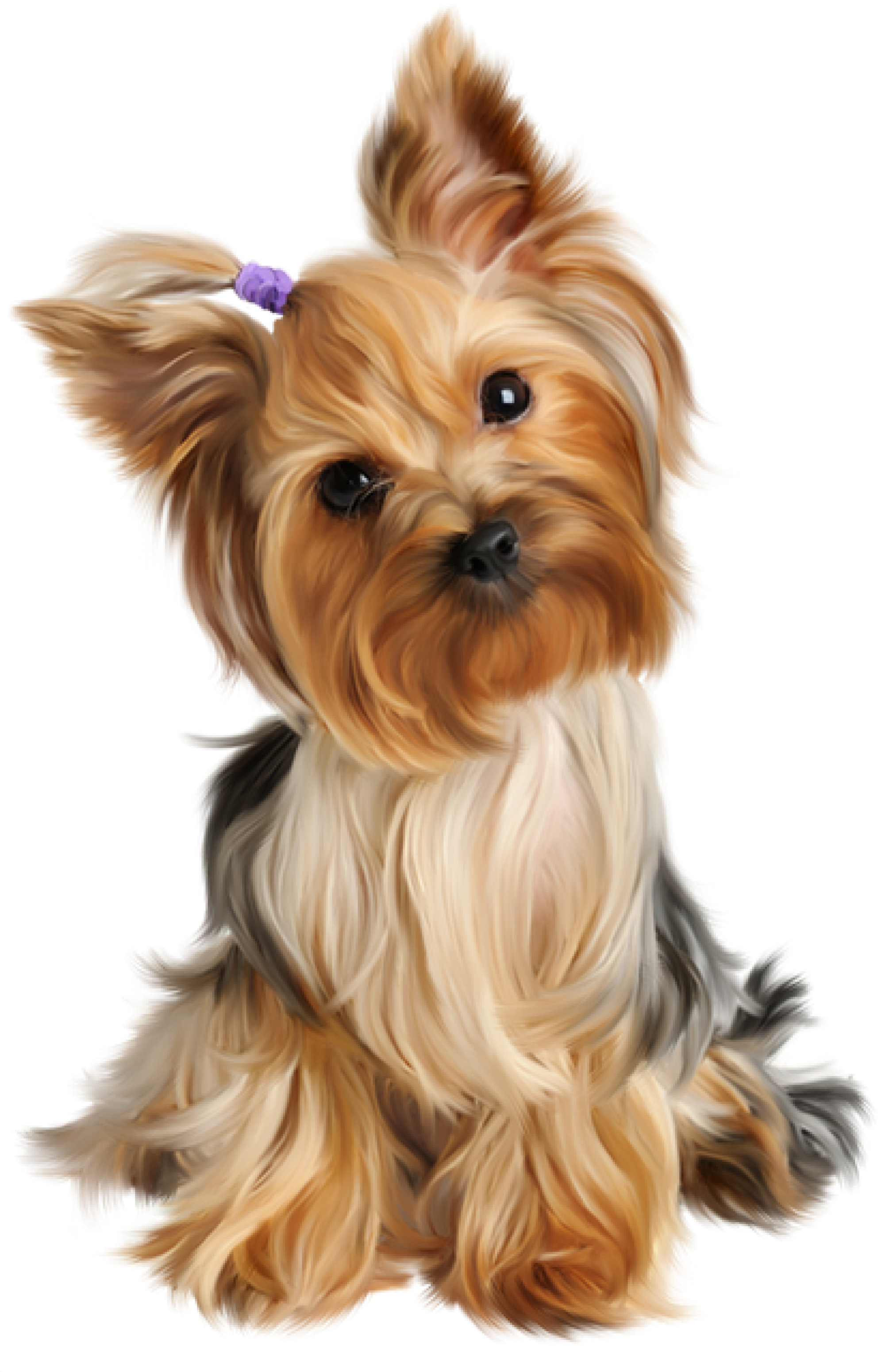 Yorkshire Terrier: Encanto y personalidad