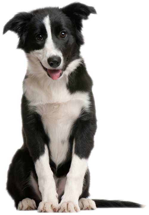 BORDER COLLIE: Versátil y Altamente Inteligente